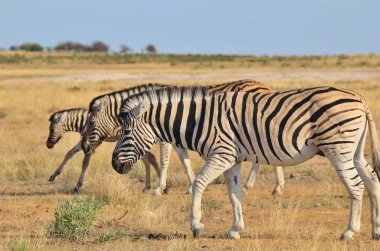 Namibya, güneybatı Afrika vahşi zebralar. İkonik siyah beyaz çizgileri ile bu hayvan doğanın sanatsal bir başyapıtı. Benzersiz desenler bireyleri ayırt