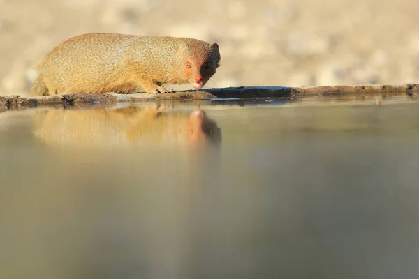 Nce Mongoose Afrika Yaban Hayatı — Stok fotoğraf