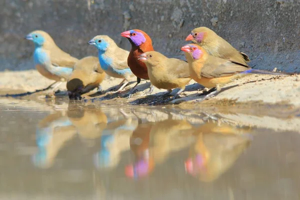 Cera Azul Antecedentes Aves Silvestres Africanas Belleza Paquetes Pequeños —  Fotos de Stock