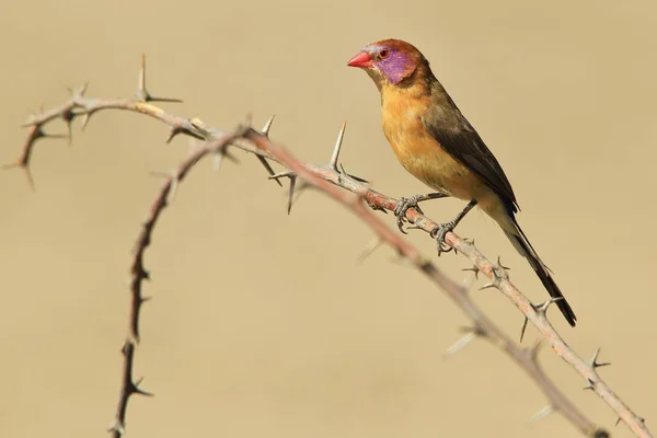 Violet Eared Waxbill African Wild Bird Background Sharp Beauty Nature — Stock Photo, Image