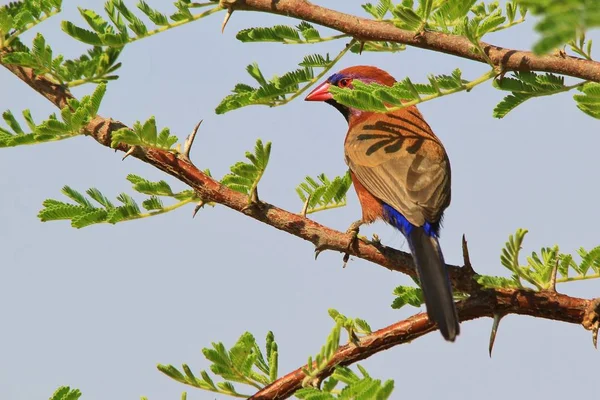 Lilásfülű Asztrild Afrikai Vadon Élő Bird Háttér Éles Szépség Természetben — Stock Fotó