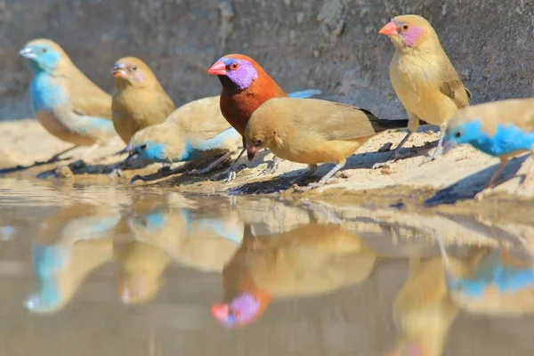 Blue Waxbill Afrikansk Vild Fågel Bakgrund Skönhet Små Paket — Stockfoto