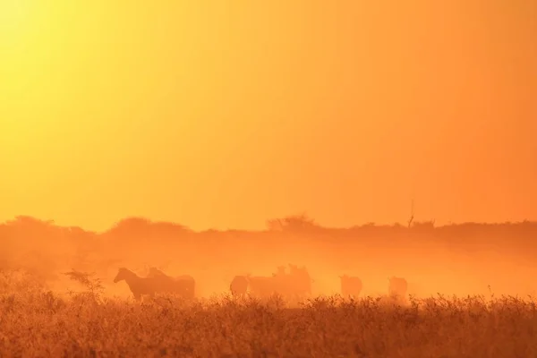 Zebras Durante Pôr Sol Fundo Vida Selvagem Africana Silhuetas Pôr — Fotografia de Stock