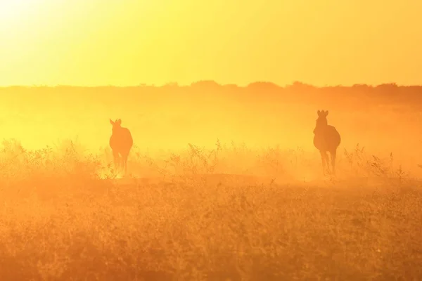 Zebry Zachodzie Słońca Afrykańska Przyroda Złote Sylwetki Zachody Słońca — Zdjęcie stockowe