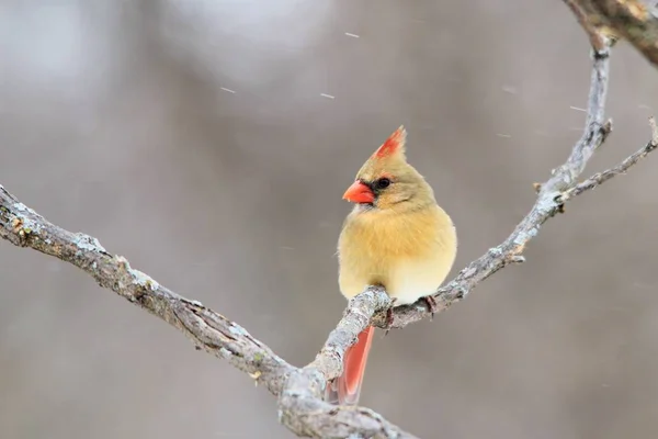 Nördlicher Kardinal Saint Louis Missouri Usa Die Kardinäle Lieben Vogelfutterhäuschen — Stockfoto