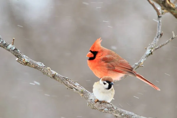 Northern Cardinal Saint Louis Missouri Los Cardenales Aman Los Comederos — Foto de Stock