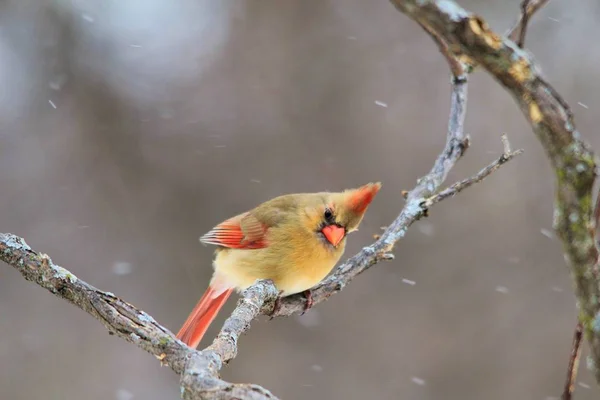 Northern Cardinal Saint Louis Missouri Usa Cardinals Love Backyard Garden — Stock Photo, Image