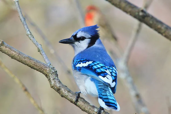 Sevimli küçük kuş, yakından görünüm