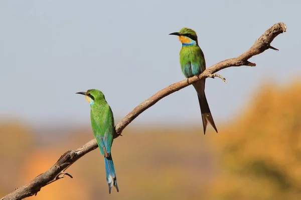 Green Bee-eaters - African Wild Birds