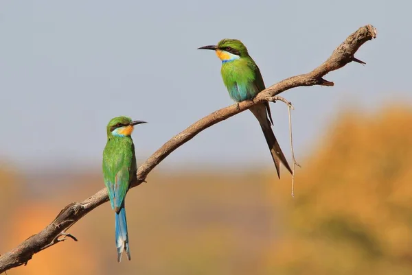 Green Bee-eaters - African Wild Birds