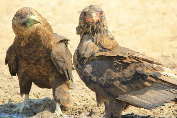 Bateleur Eagles Aves Selvagens África — Fotografia de Stock