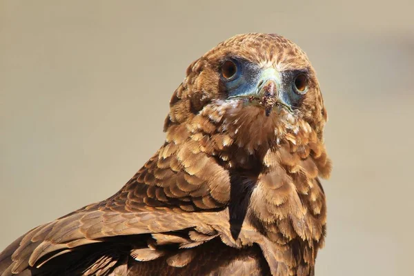 Bateleur Eagle Afrikaanse Wilde Vogel Achtergrond — Stockfoto
