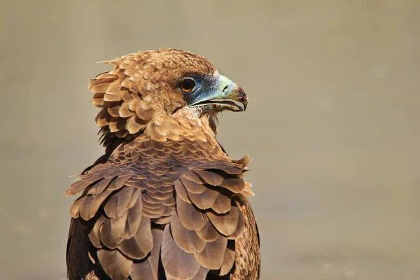 Bateleur Eagle Afrikansk Vild Fågel Bakgrund — Stockfoto