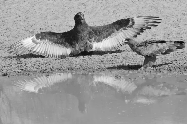 Bateleur Eagles Afrika Dan Vahşi Kuşlar — Stok fotoğraf