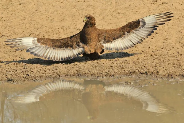 Águia Bateleur Com Asas Estendidas Fundo Pássaro Selvagem Africano — Fotografia de Stock