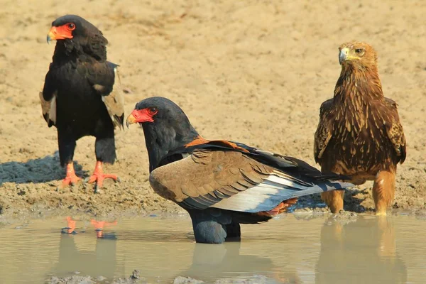 Bateleur Eagles Wilde Vogels Uit Afrika — Stockfoto