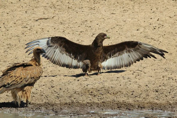 Bateleur Eagle Wilde Vogel Uit Afrika — Stockfoto