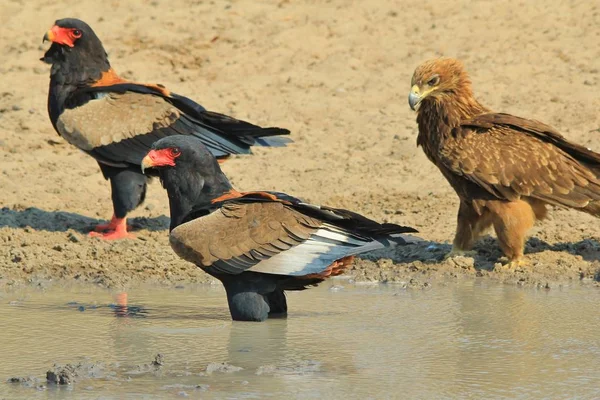 Bateleur Eagles Wilde Vogels Uit Afrika — Stockfoto