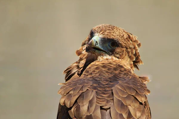 Bateleur Eagle African Wild Bird Background — Stock Photo, Image
