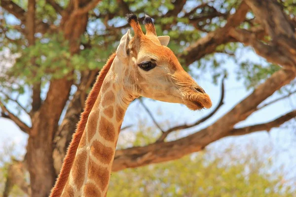 Giraffa Bella Fauna Africana — Foto Stock