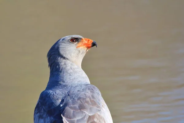 Pale Chanting Goshawk Afrykański Dziki Ptak Tło — Zdjęcie stockowe