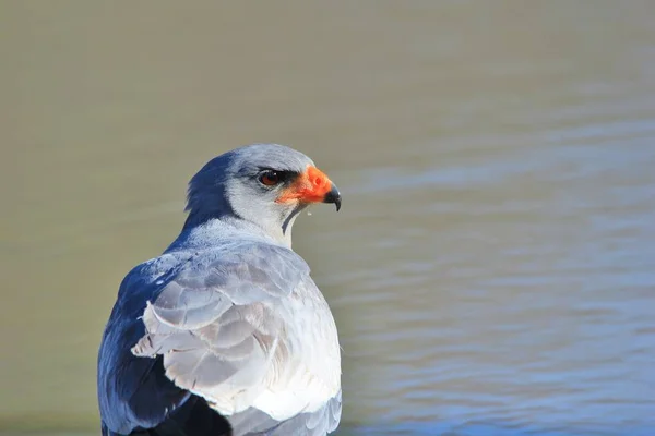 Pallido Canto Goshawk Africano Selvatico Uccello Sfondo — Foto Stock