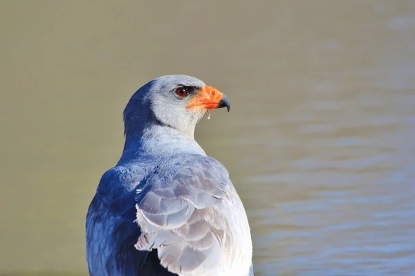 Pallido Canto Goshawk Africano Selvatico Uccello Sfondo — Foto Stock