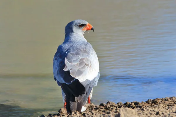 Mignon Petit Oiseau Vue Rapprochée — Photo