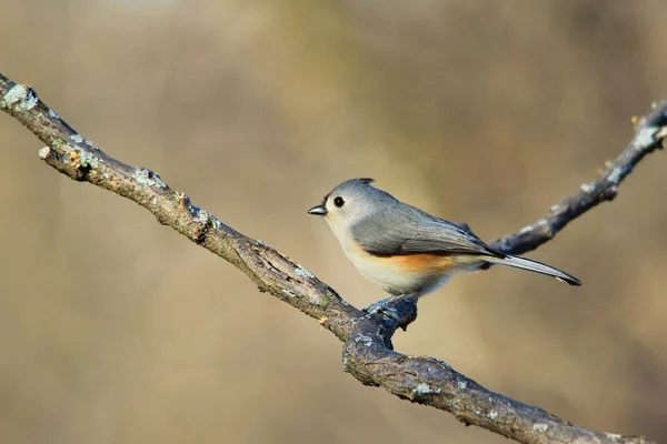 Cute Little Bird Gałęzi Drzewa — Zdjęcie stockowe