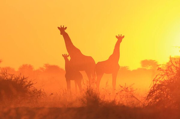Giraffe Background - African Wildlife - Postures and Colors in Nature