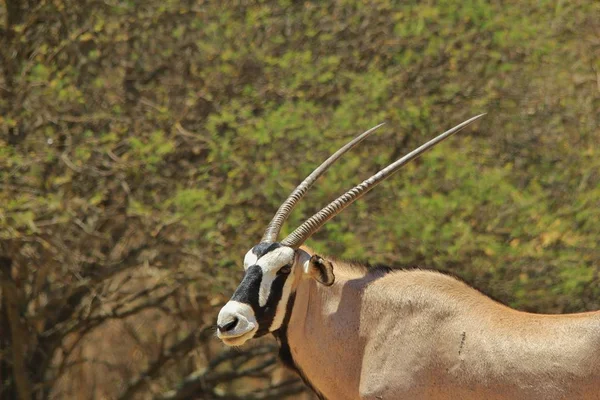 Antelope Oryx Sfondo Faunistico Africano — Foto Stock