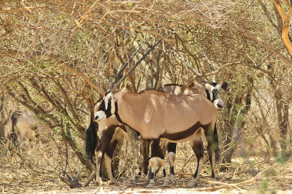 Antylopa Oryxa Afrykańskie Tło Dzikiej Przyrody — Zdjęcie stockowe