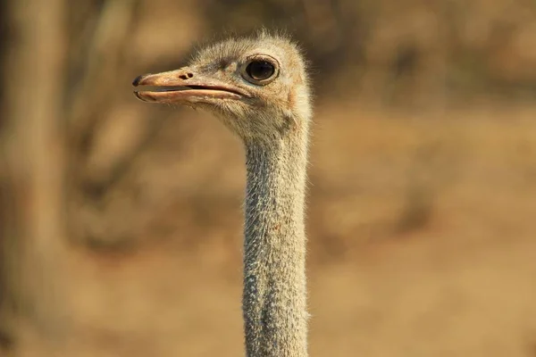 ダチョウ アフリカの野鳥の背景 自然の中で赤ちゃんの動物 — ストック写真