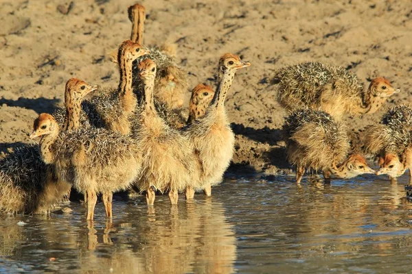 Struisvogel Kuikens Afrikaanse Wilde Vogel Achtergrond Baby Dieren Natuur — Stockfoto