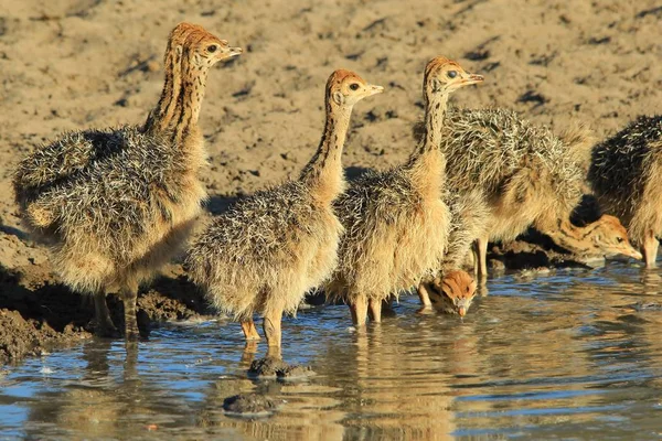 Struisvogel Kuikens Afrikaanse Wilde Vogel Achtergrond Baby Dieren Natuur — Stockfoto