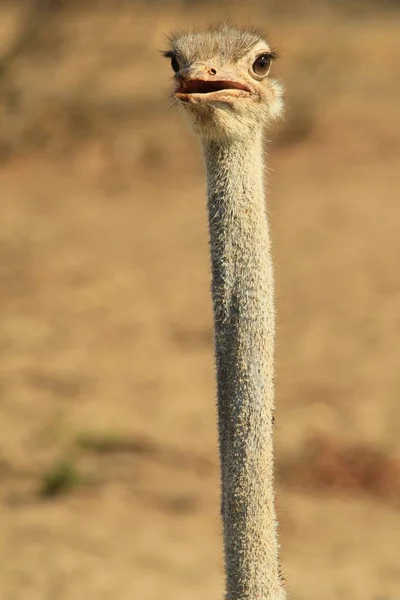 Ostrich African Wild Bird Background Baby Animals Nature — Stock Photo, Image