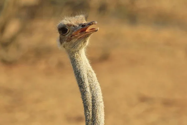 Avestruz Aves Selvagens Africanas Fundo Bebê Animais Natureza — Fotografia de Stock