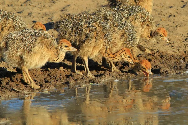 Straußenküken Afrikanischer Wildvogelhintergrund Tierbabys Der Natur — Stockfoto
