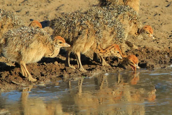 Pollitos Avestruz Fondo Aves Silvestres Africanas Animales Bebés Naturaleza —  Fotos de Stock