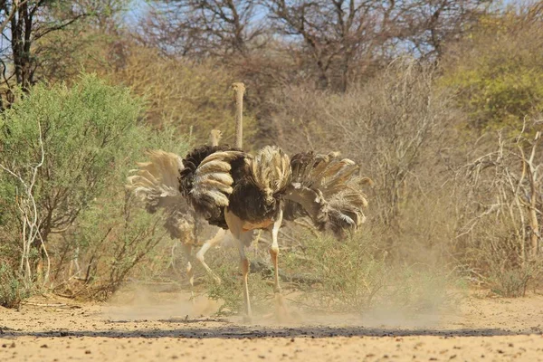 Struts Kycklingar Afrikansk Vild Fågel Bakgrund Baby Djur Naturen — Stockfoto