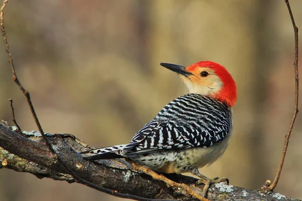 Een Noordelijke Flikkering Woodpecker Poses Neergestreken Een Tak Zoals Gefotografeerd — Stockfoto