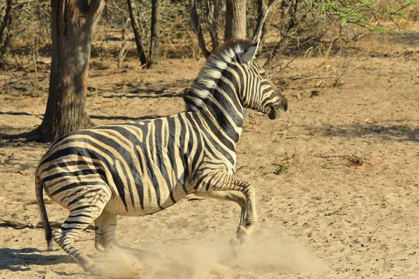 Burchell Zebra Posiert Der Wildnis Von Namibia Südwestafrika Mit Ikonischen — Stockfoto