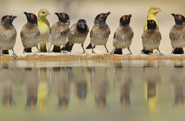 Фінч Дикі Птахи Намібії Африка — стокове фото