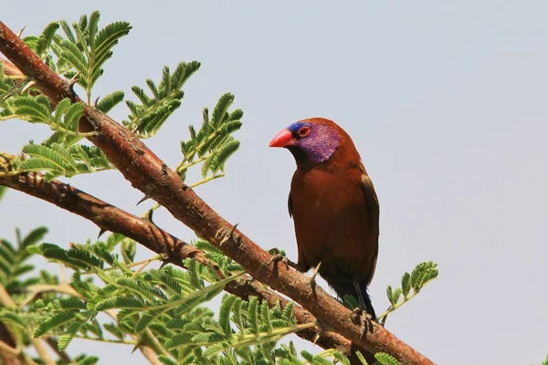 Violet-eared Waxbill. Wild Bird Background. Colorful Nature