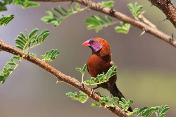 Menekşe Kulaklı Waxbill Vahşi Kuş Arka Plan Renkli Doğa — Stok fotoğraf