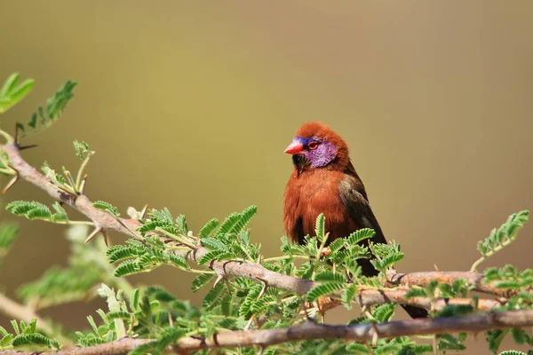 Violet-eared Waxbill. Wild Bird Background. Colorful Nature