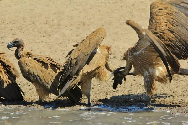 Wit Backed Vulture Afrikaanse Wilde Vogel — Stockfoto