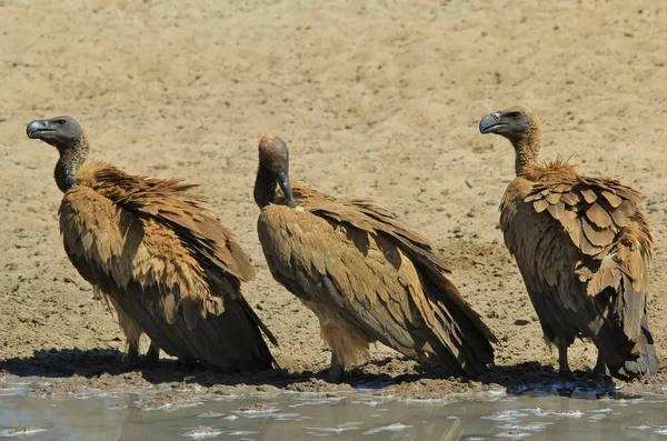 Wit Backed Vulture Afrikaanse Wilde Vogel — Stockfoto