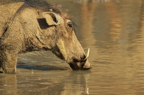 Grey Warthogs African Wildlife — Stock Photo, Image