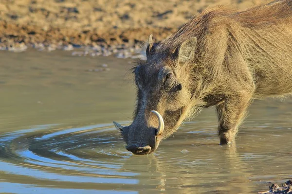 Grey Warthog Afrikai Vadvilág — Stock Fotó